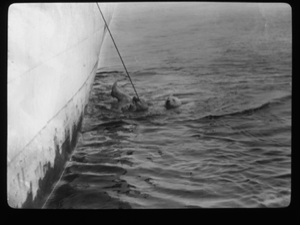 Image of Polar bear in ropes, by vessel